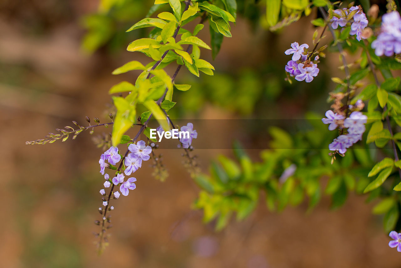 Close-up of flowers blooming outdoors