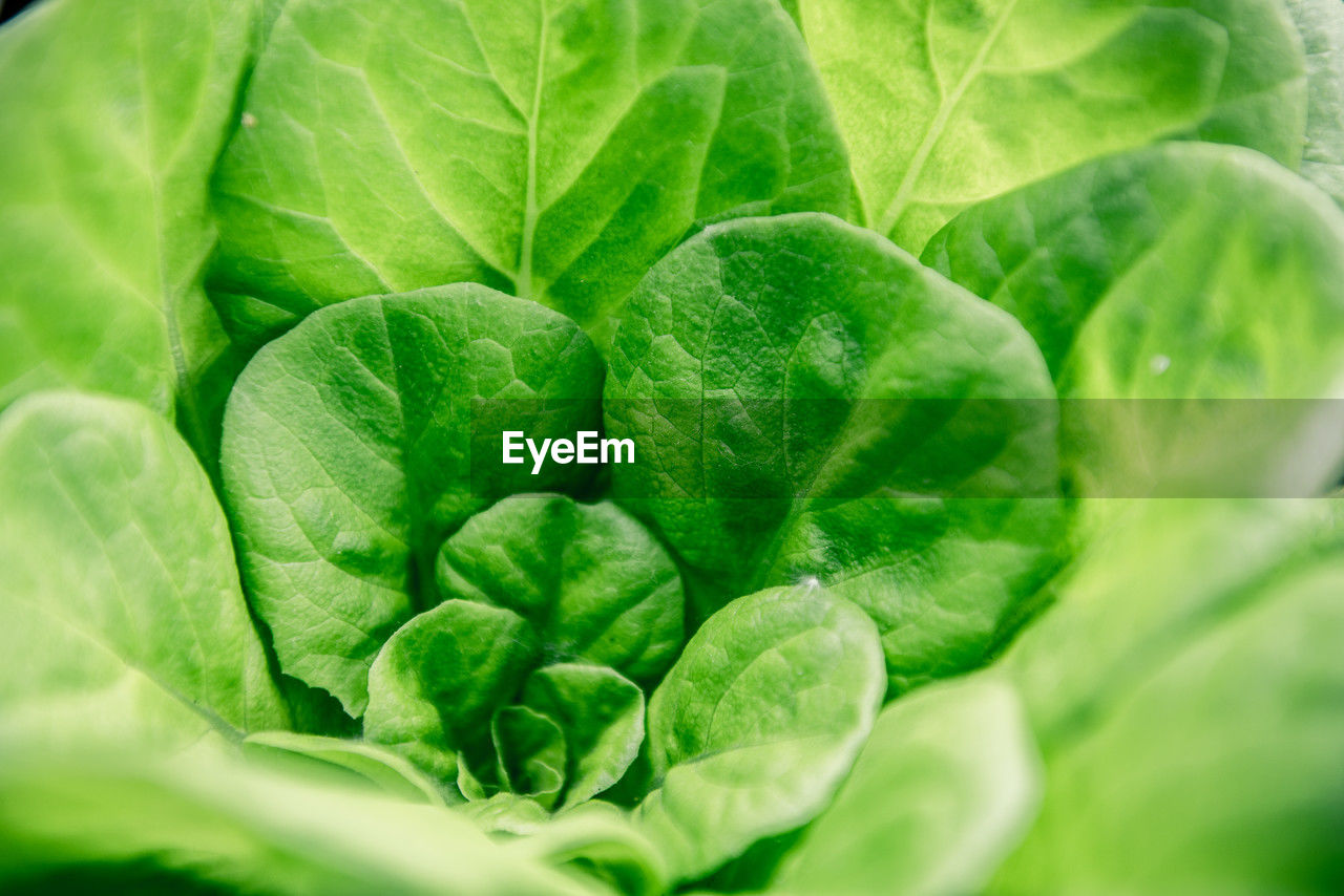 leaf, plant part, green, food and drink, freshness, food, healthy eating, vegetable, wellbeing, leaf vegetable, close-up, nature, plant, no people, produce, growth, organic, agriculture, lettuce, cabbage, vegetable garden, full frame, selective focus, backgrounds, outdoors, extreme close-up, raw food