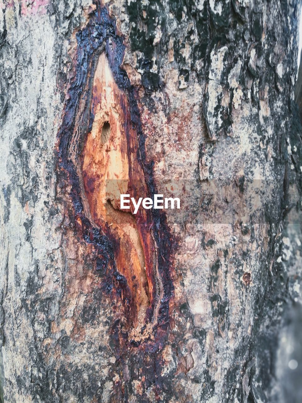 CLOSE-UP OF RUSTY TREE TRUNK