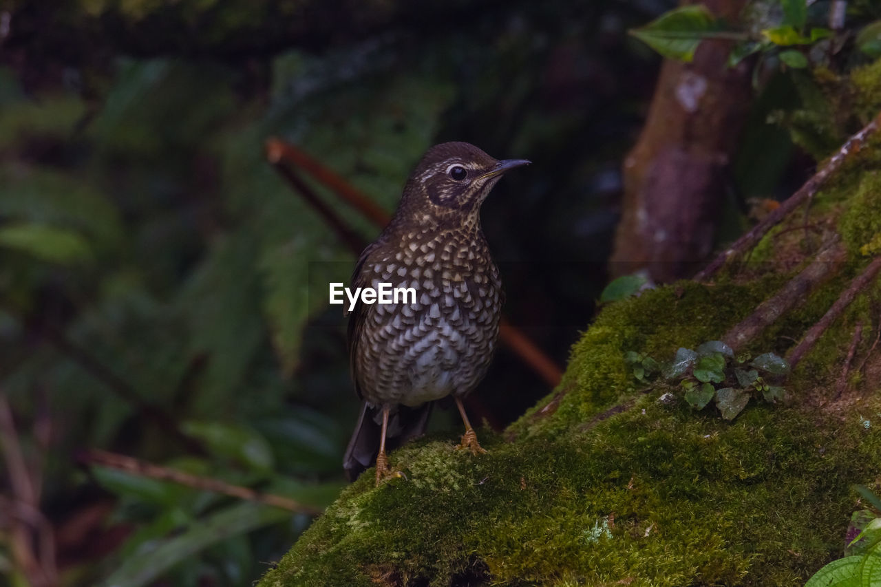 CLOSE-UP OF A BIRD PERCHING ON A TREE