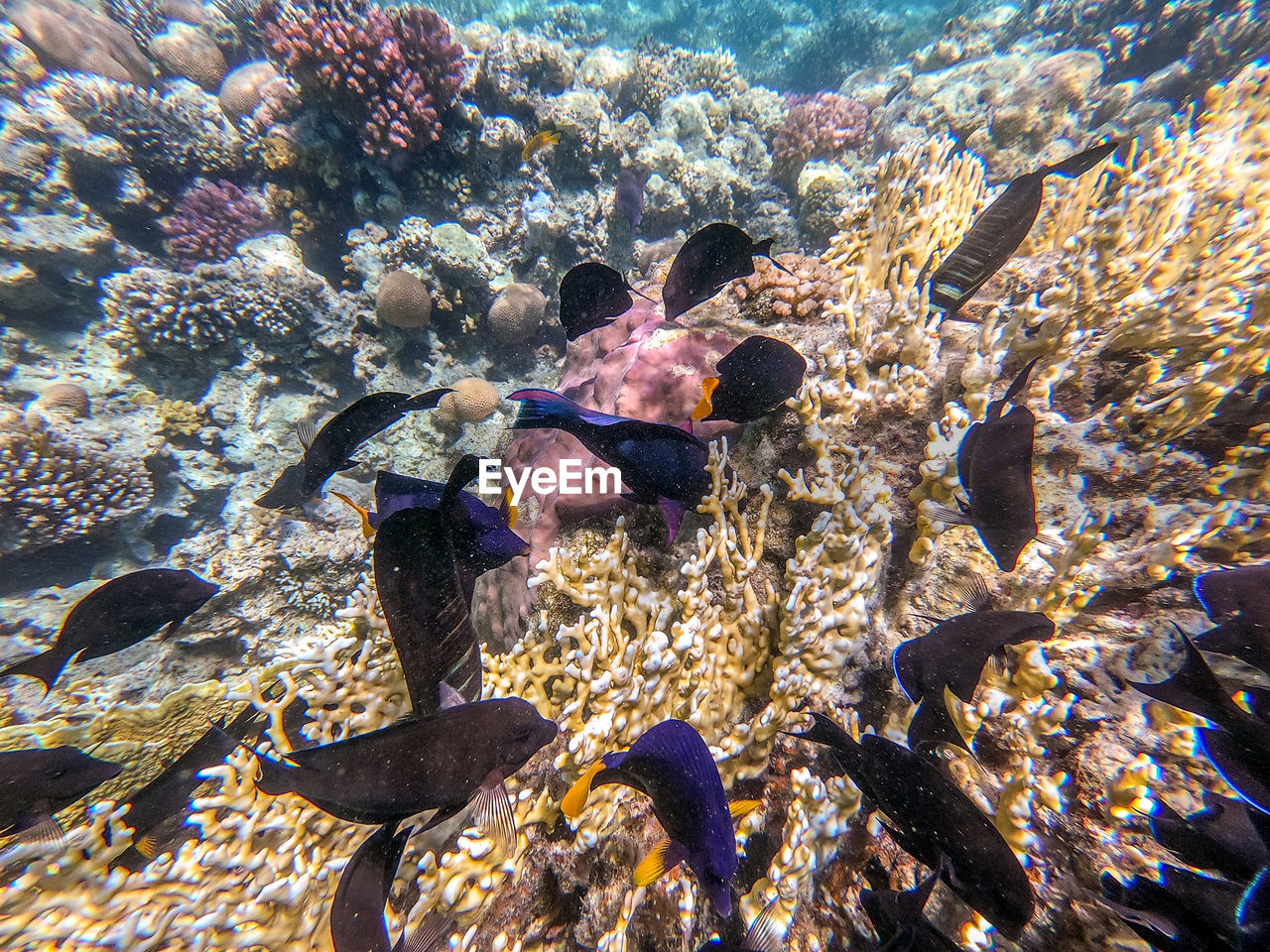 coral reef, sea, reef, water, undersea, underwater, marine biology, sea life, animal wildlife, wildlife, animal, coral, coral reef fish, animal themes, marine, nature, fish, aquarium, swimming, natural environment, beauty in nature, group of animals, outdoors, sunlight, large group of animals, marine invertebrates, multi colored, tropical fish, day