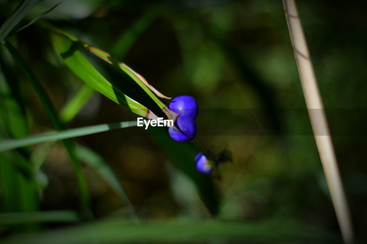 Close-up of purple buds