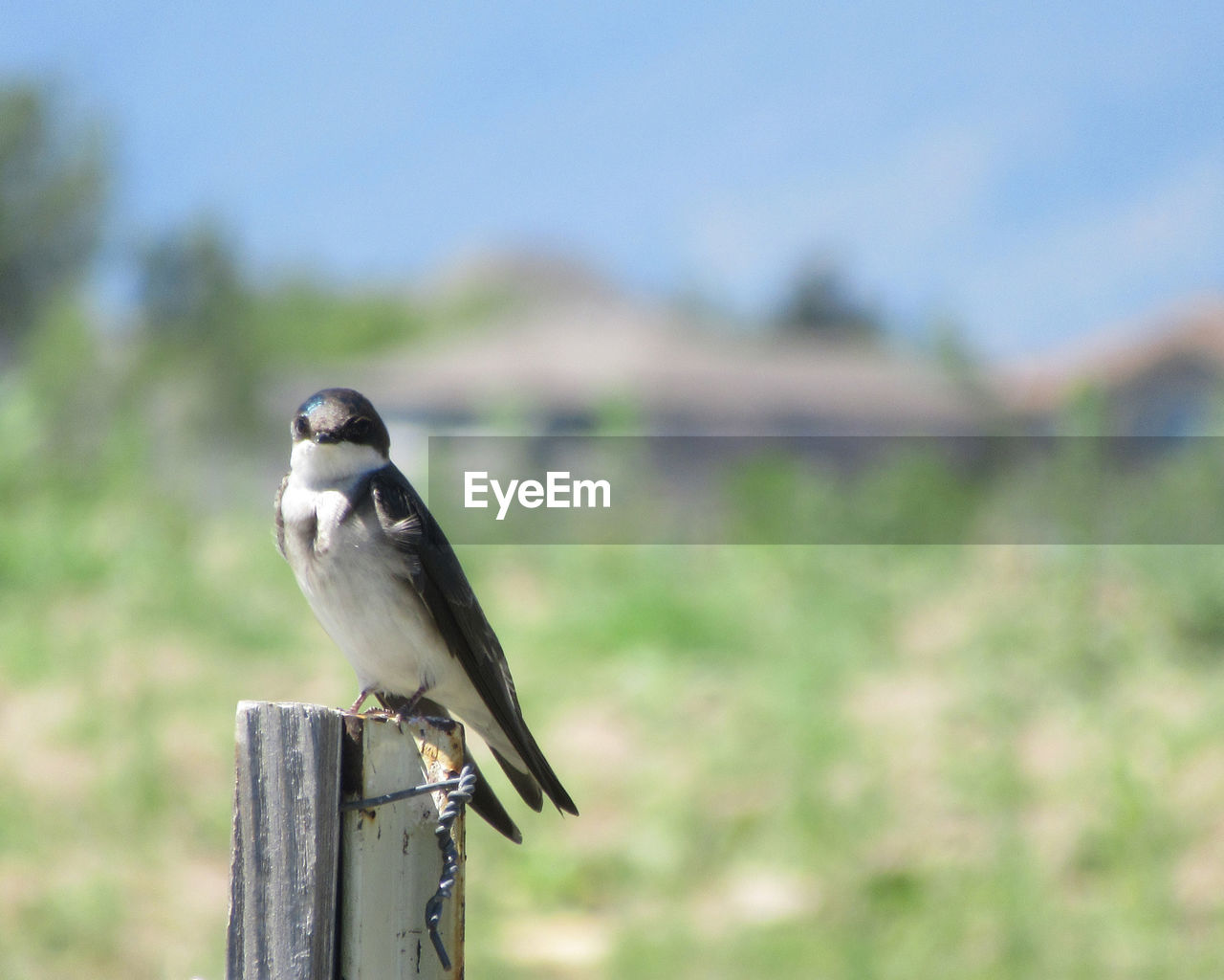 Close-up of bird perching outdoors
