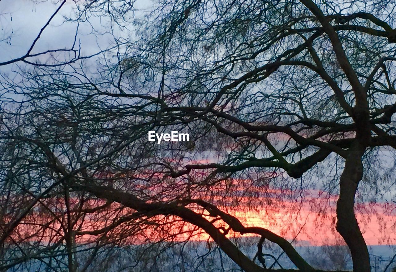 LOW ANGLE VIEW OF BARE TREES AGAINST SKY AT SUNSET