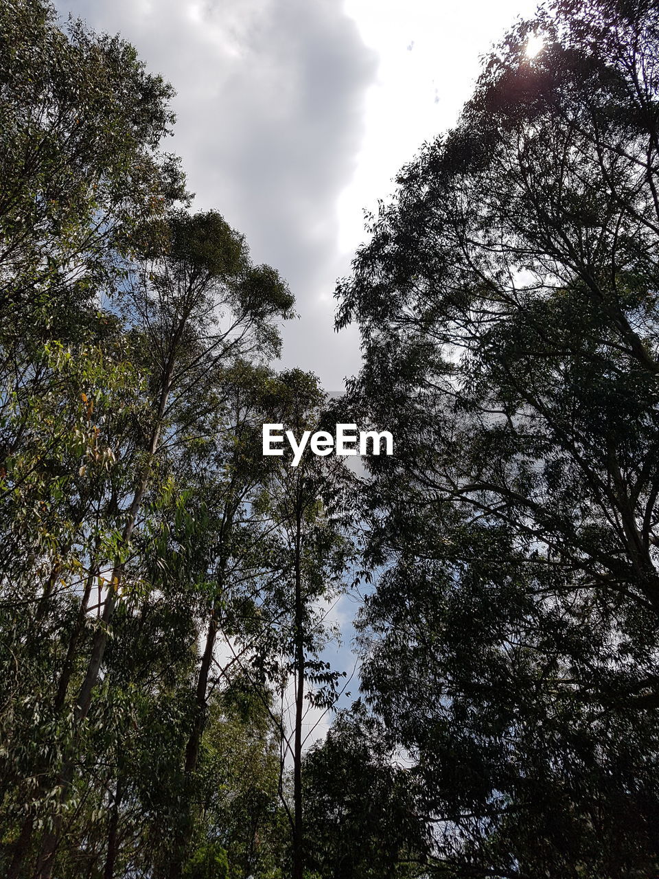 LOW ANGLE VIEW OF TREES GROWING IN FOREST AGAINST SKY