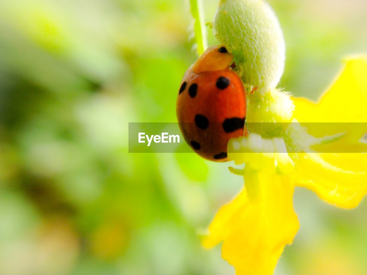 Close-up of ladybug on plant