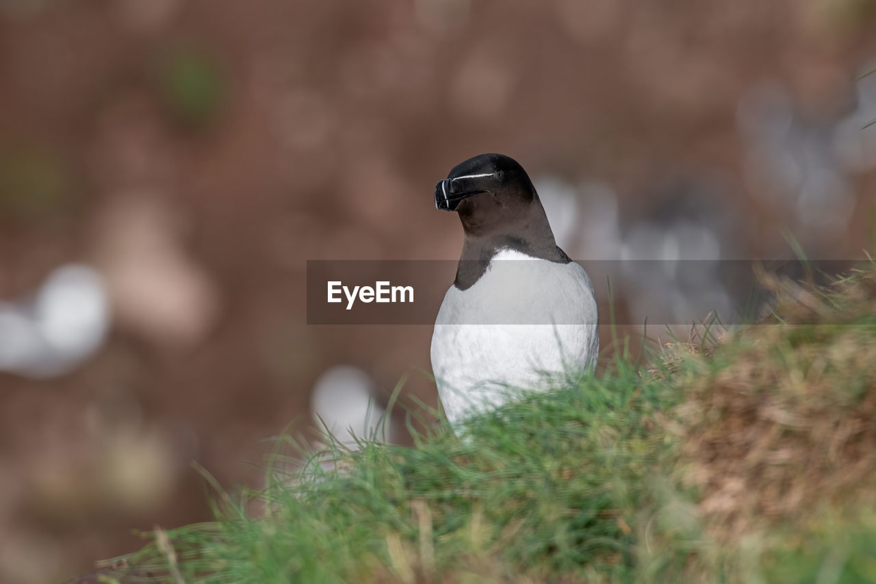 CLOSE-UP OF A BIRD