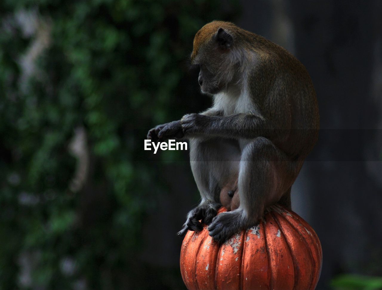 Monkey sitting staircase rail 