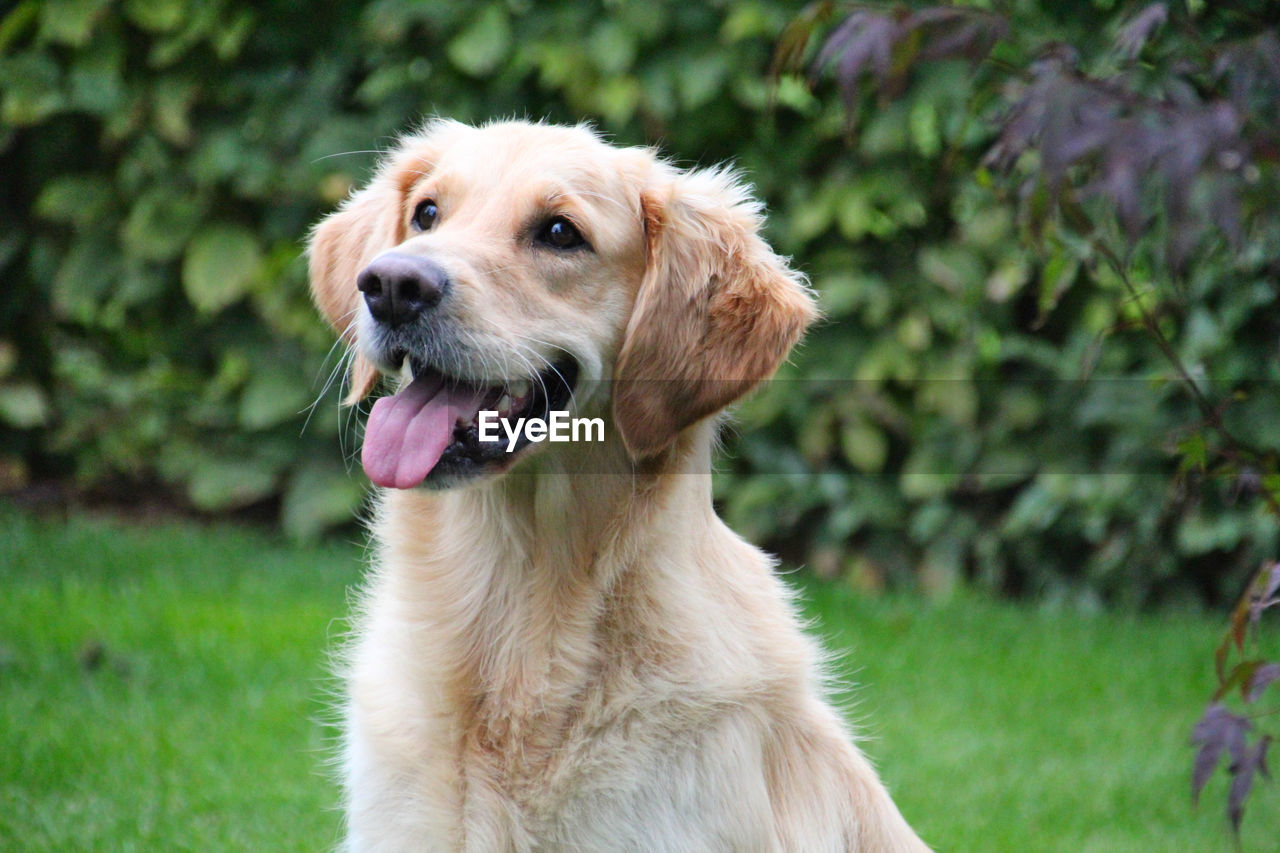 Close-up of dog looking away on field