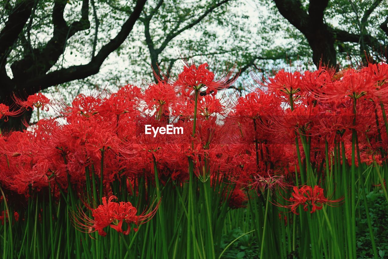 CLOSE-UP OF RED FLOWERING PLANTS IN BLOOM