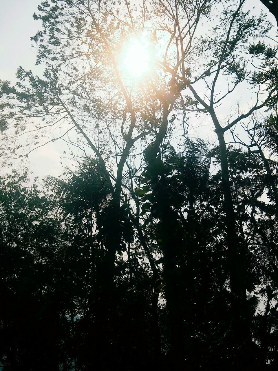 LOW ANGLE VIEW OF TREES AGAINST SKY DURING SUNSET