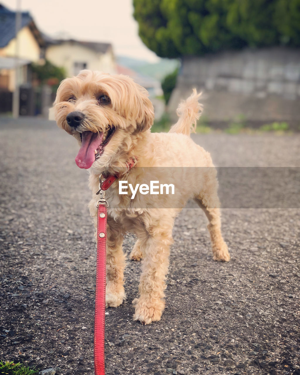 Close-up of maltipoo dog