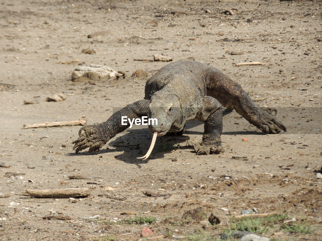 Komodo dragon lizard on a field in the island of rinca, indonesia. 