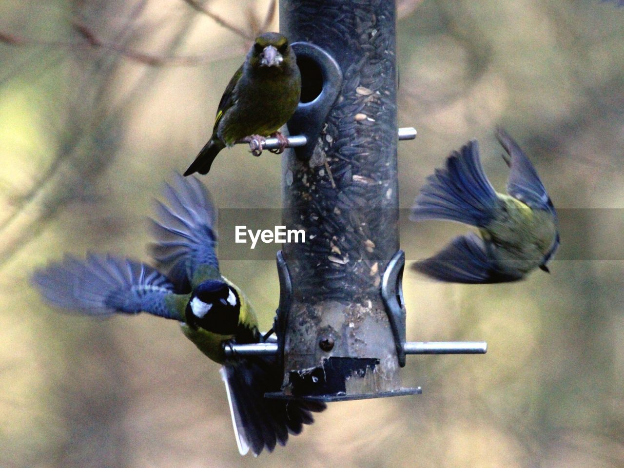 CLOSE-UP OF BIRDS PERCHING ON LEAF