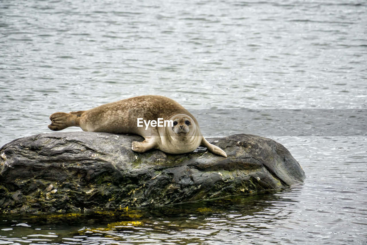 Harbor seal on a rock