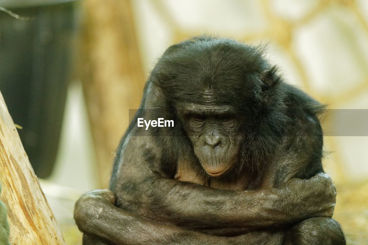 Close-up of chimpanzee looking down