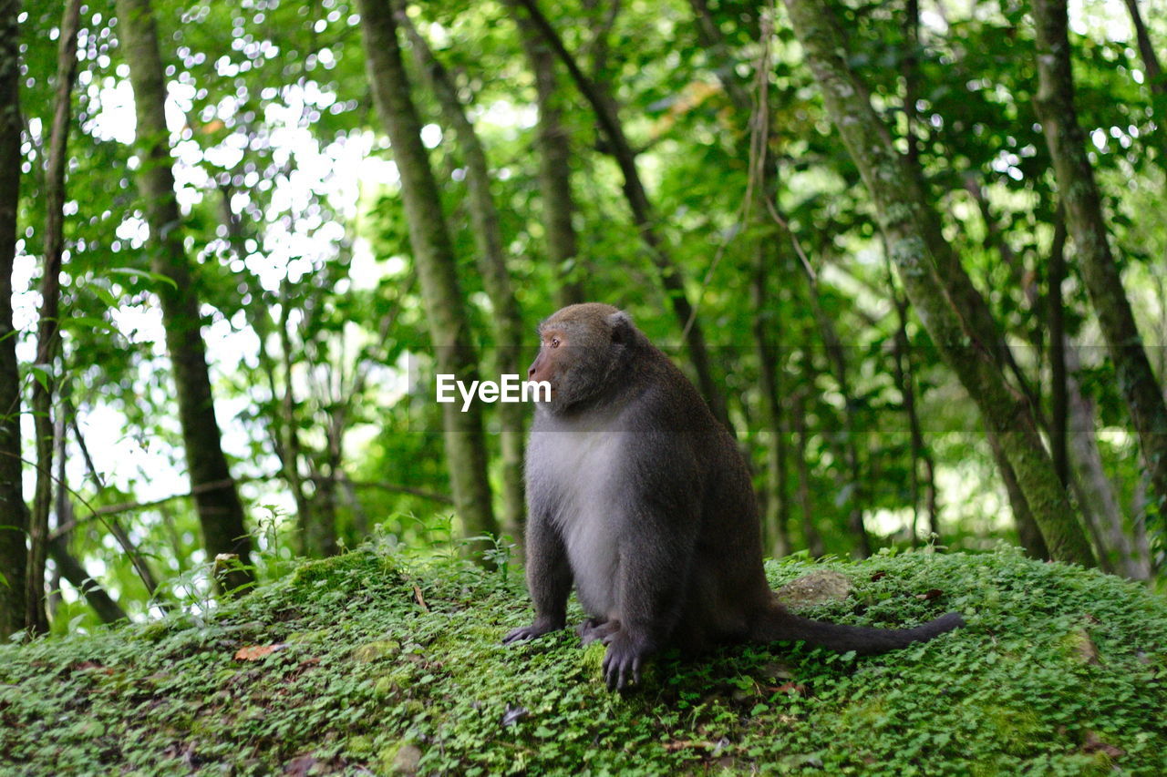 MONKEY SITTING ON A FOREST
