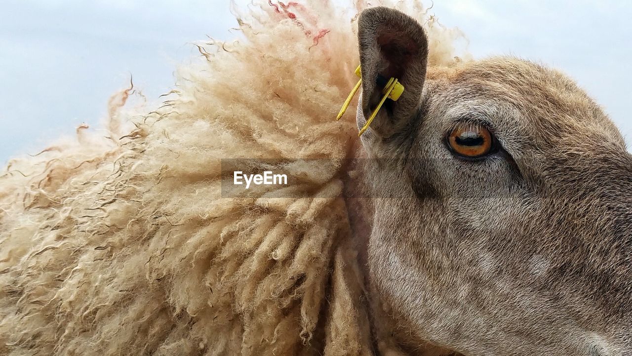 Low angle view of an animal