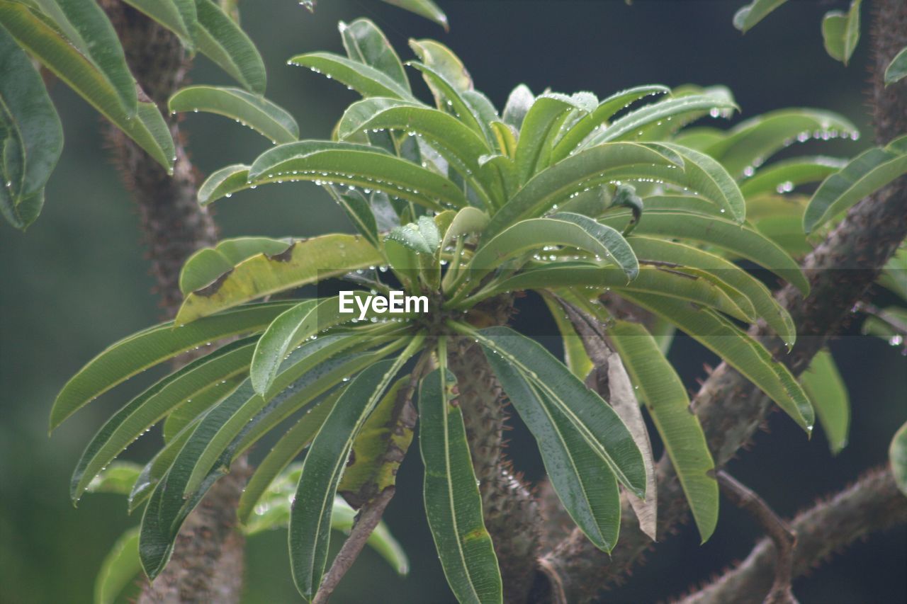 CLOSE-UP OF GREEN PLANT