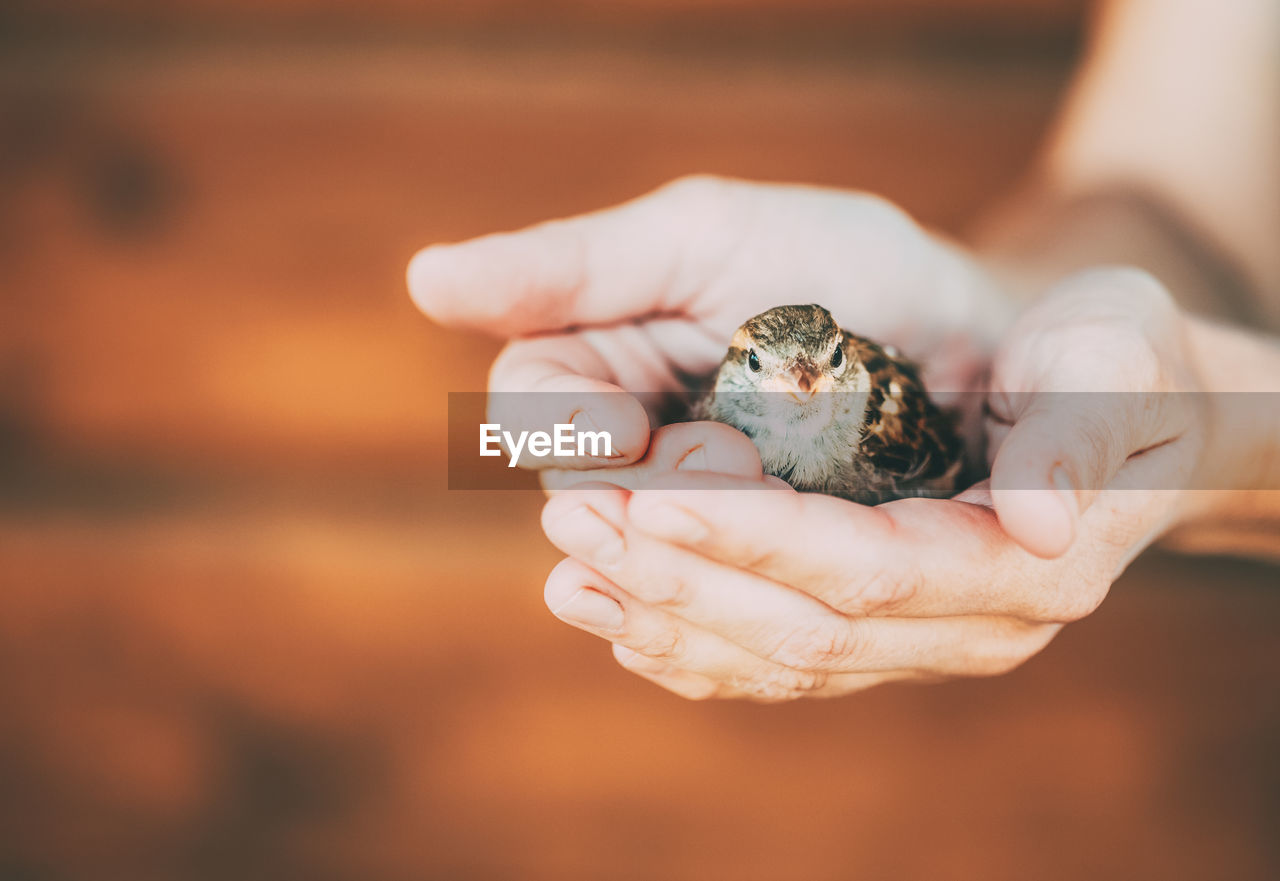 Close-up of hand holding small bird 