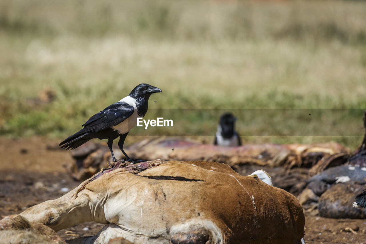 CLOSE-UP OF BIRDS PERCHING ON A LAND