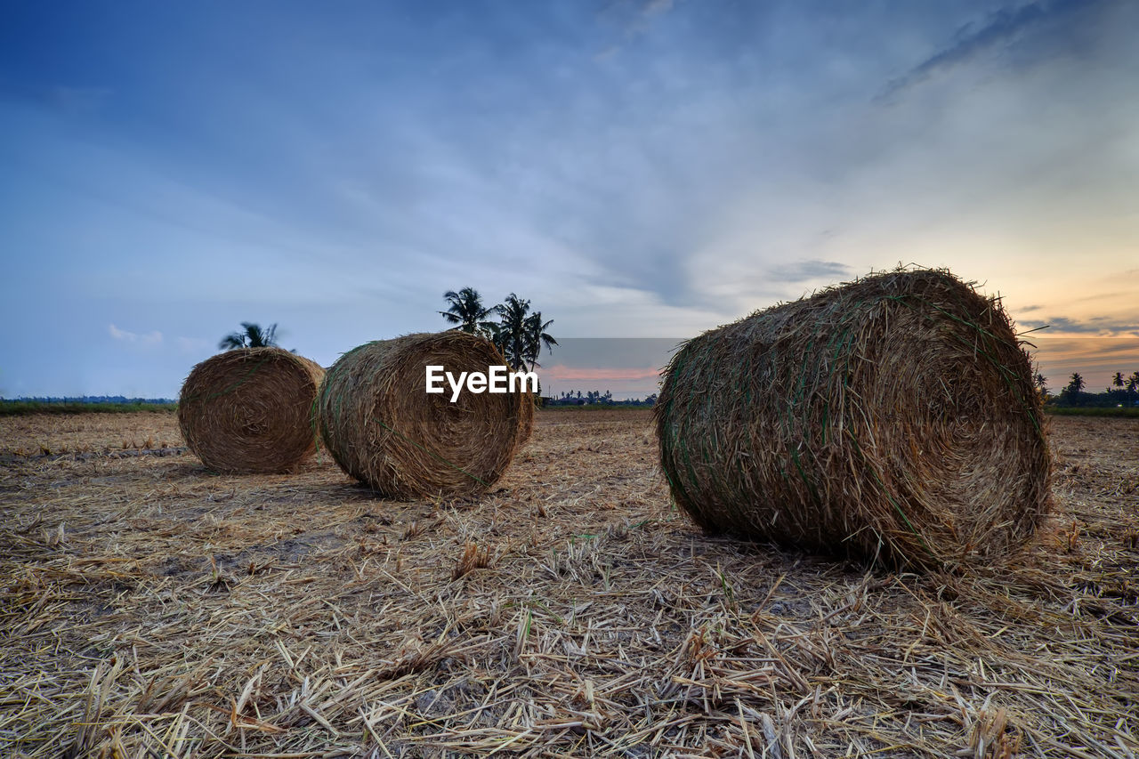 Hay bales on a field at sunset