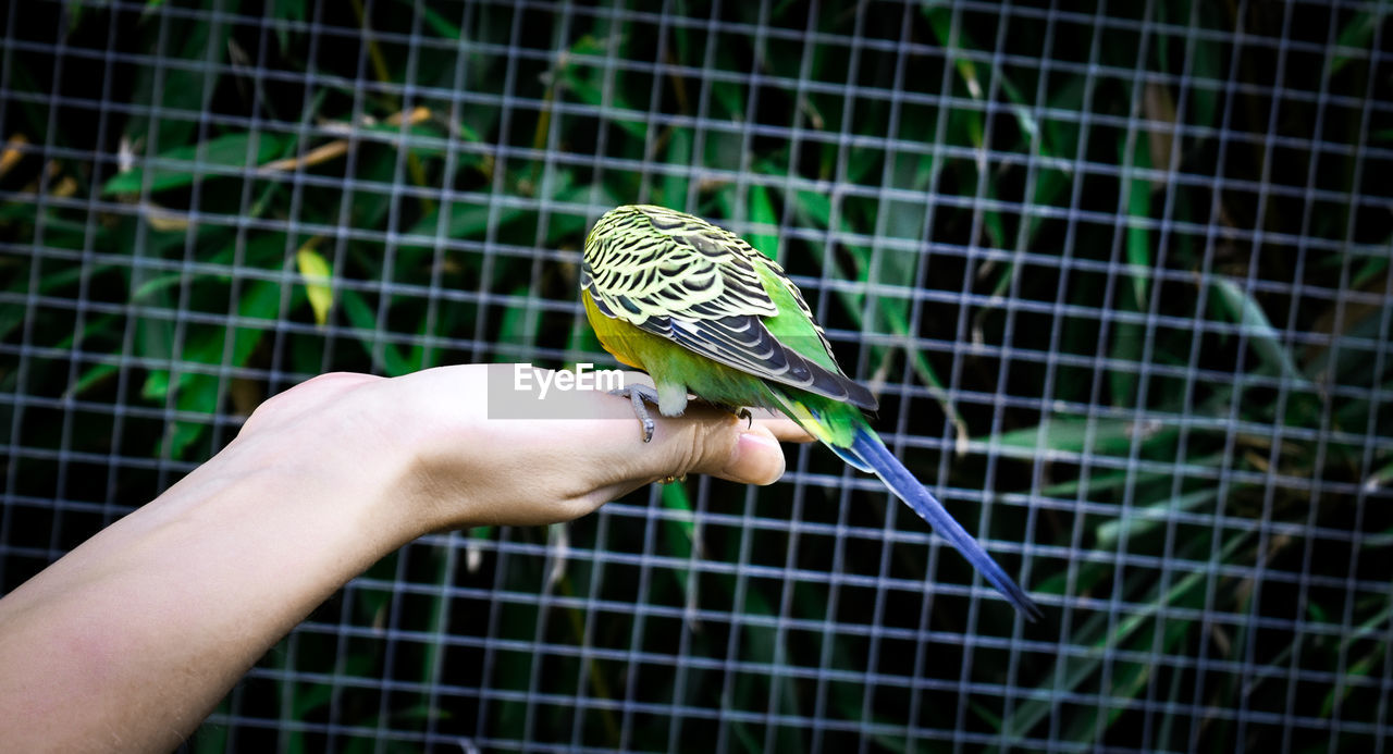 CLOSE-UP OF HAND HOLDING A CAGE