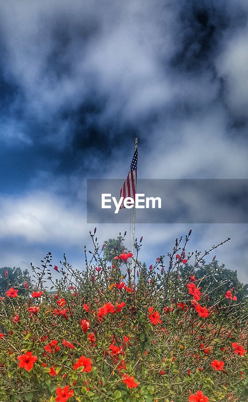 RED FLOWERING PLANT ON FIELD AGAINST SKY