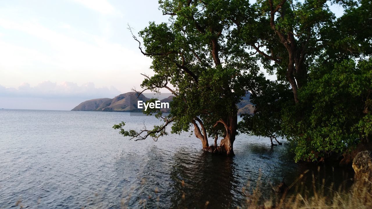 VIEW OF A TREE ON A WATER