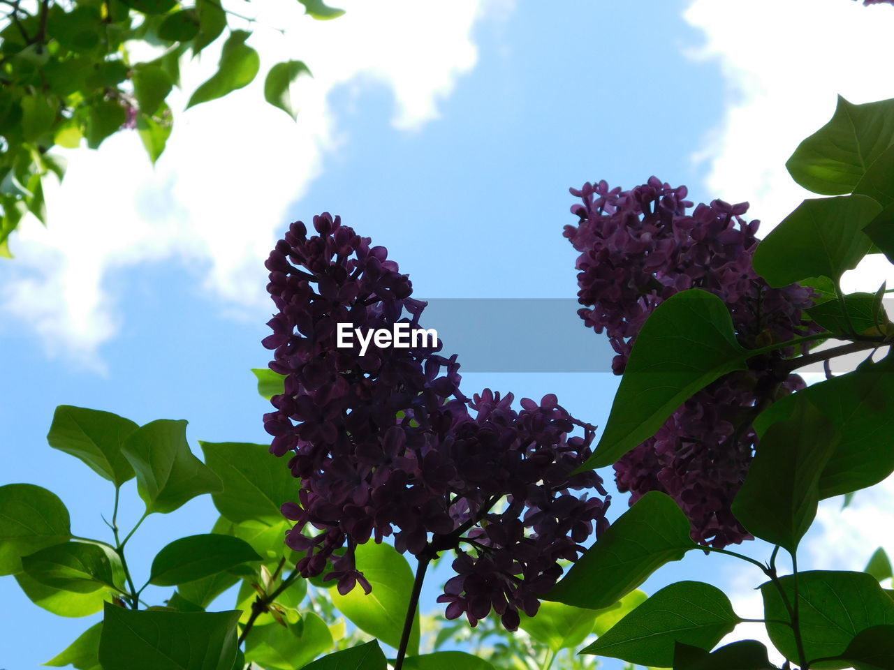 LOW ANGLE VIEW OF FLOWERING PLANT