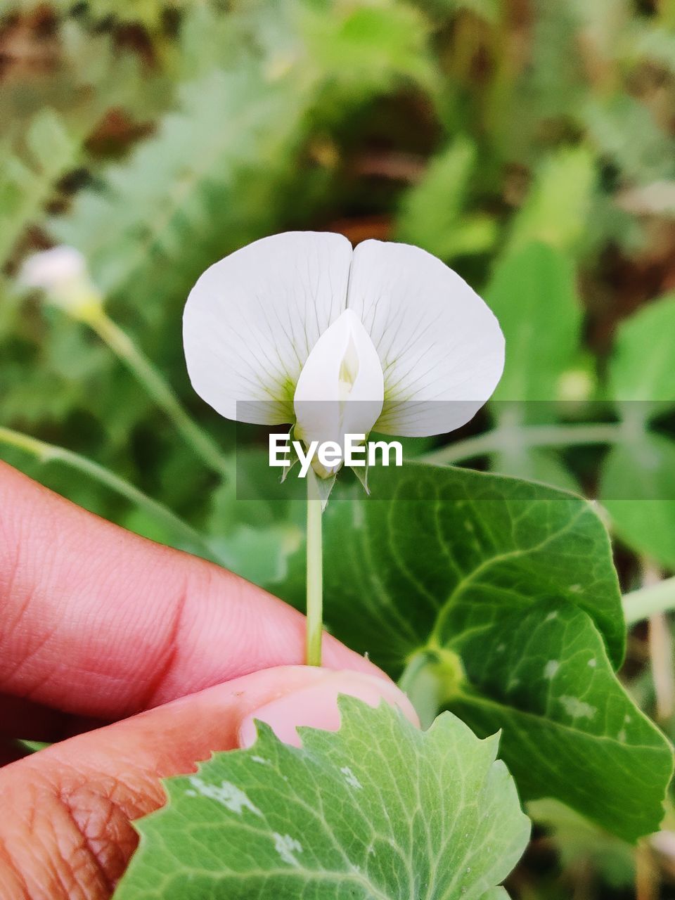 CLOSE-UP OF HAND HOLDING SMALL FLOWER ON PLANT