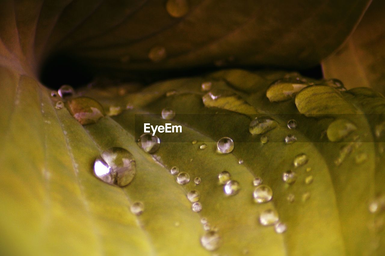 CLOSE-UP OF RAINDROPS ON FLOWER