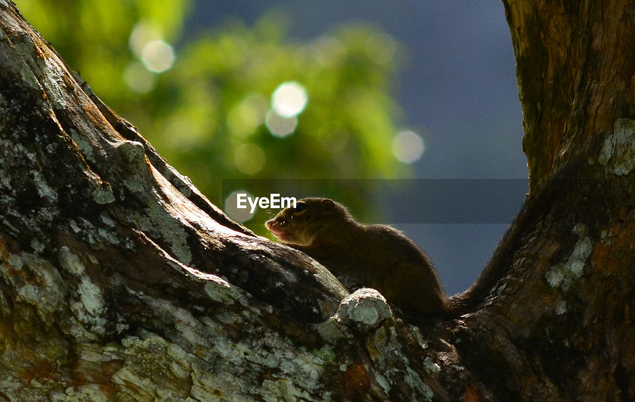 VIEW OF SQUIRREL ON TREE TRUNK