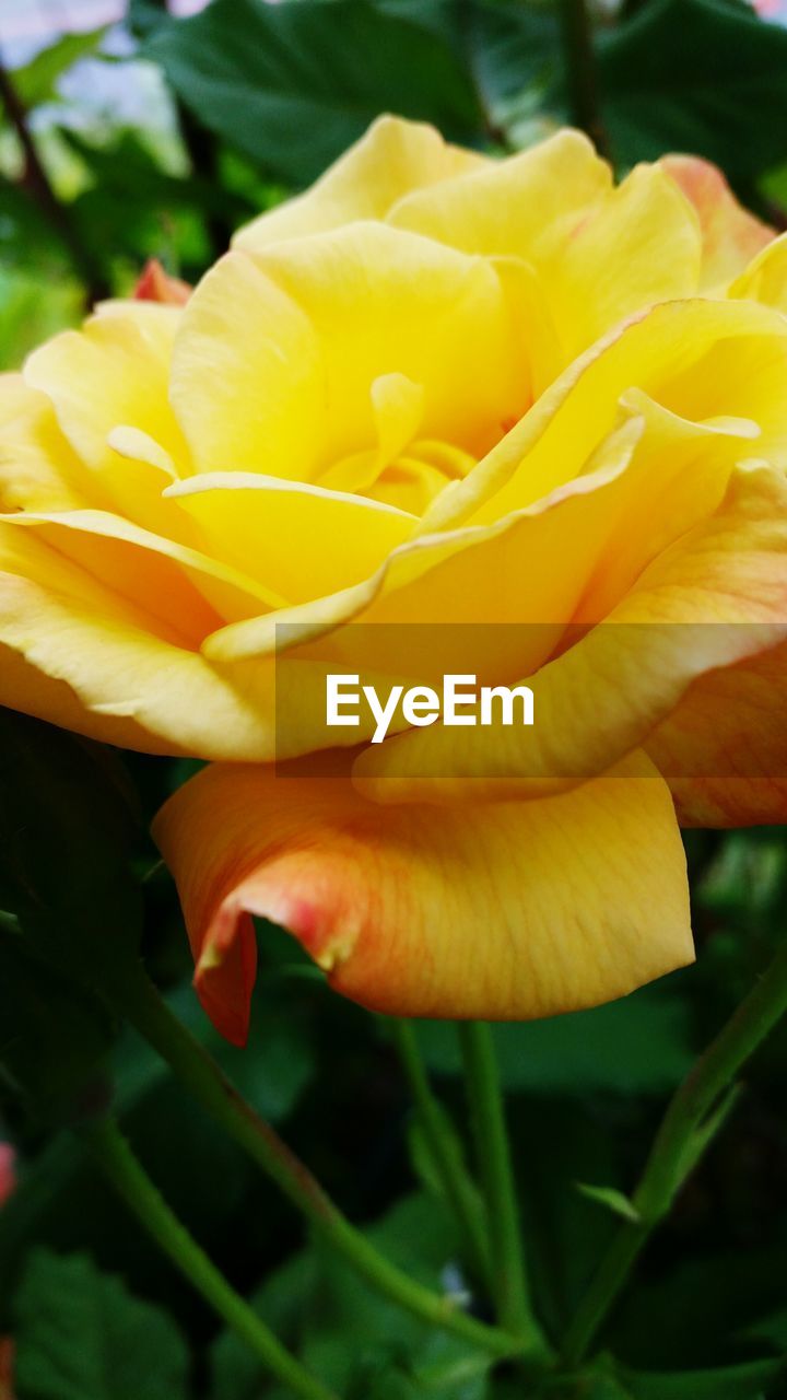 CLOSE-UP OF YELLOW FLOWER BLOOMING