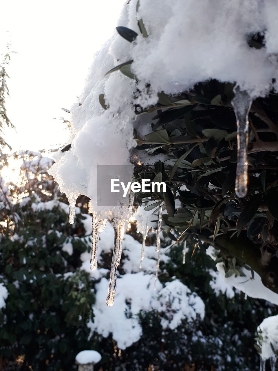 CLOSE-UP OF SNOW COVERED TREES