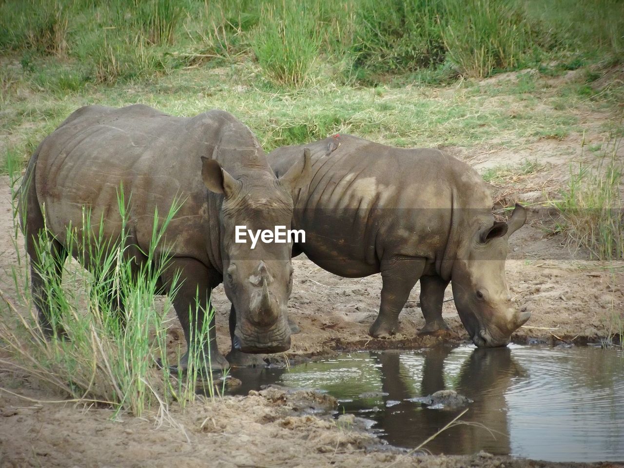 Rhinos by waterhole