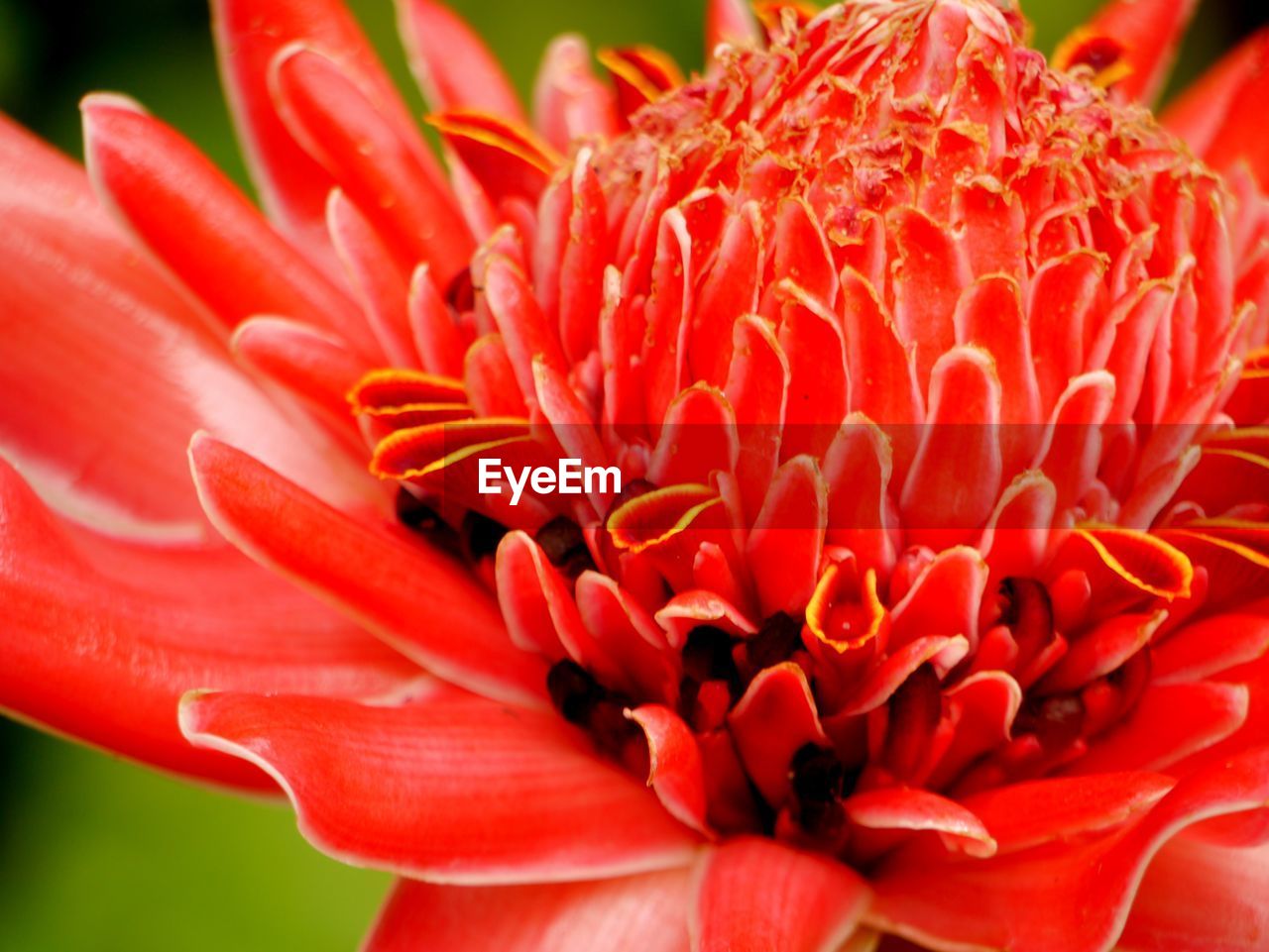 Close-up of red flower