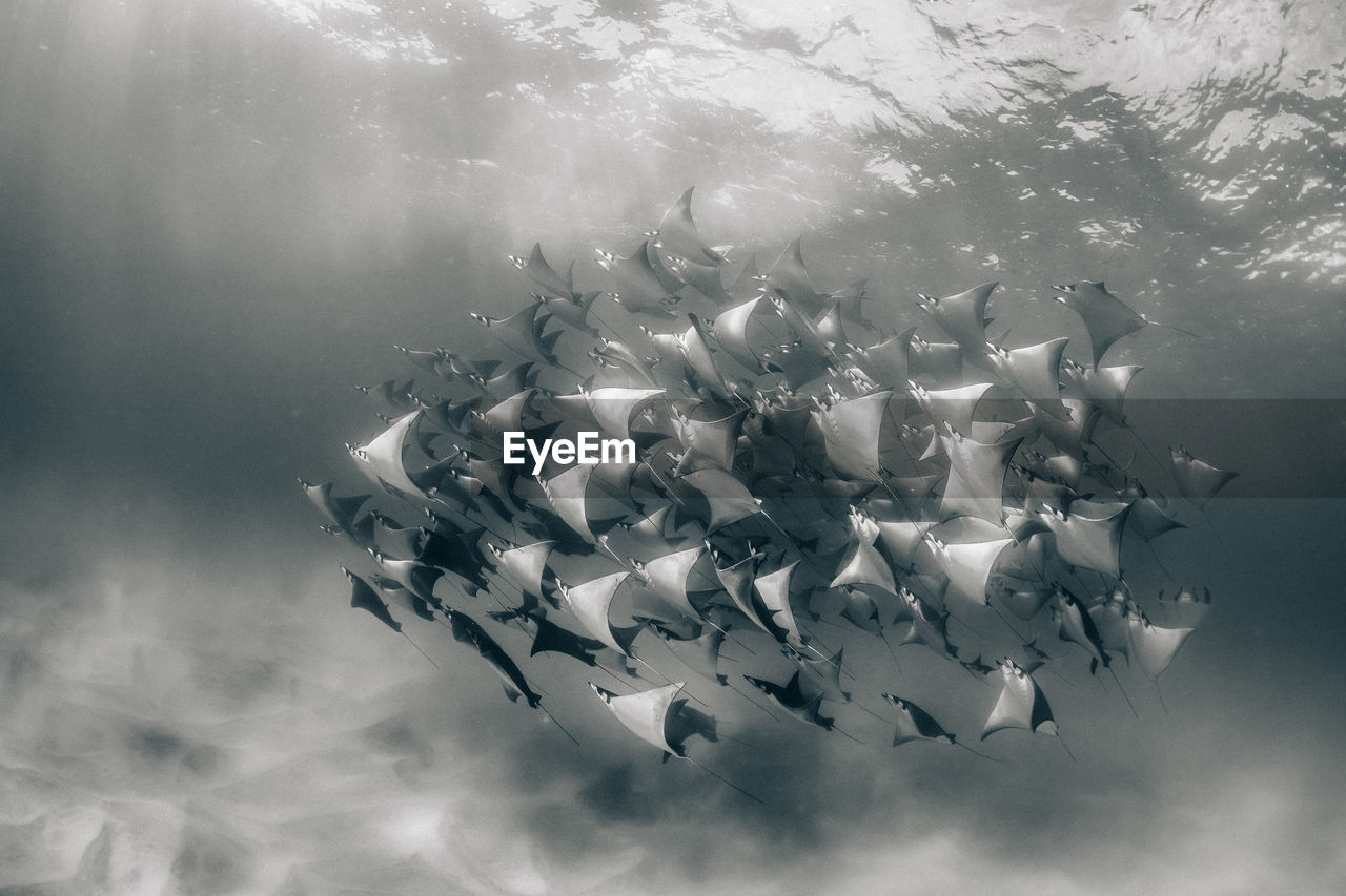 HIGH ANGLE VIEW OF FISH UNDERWATER