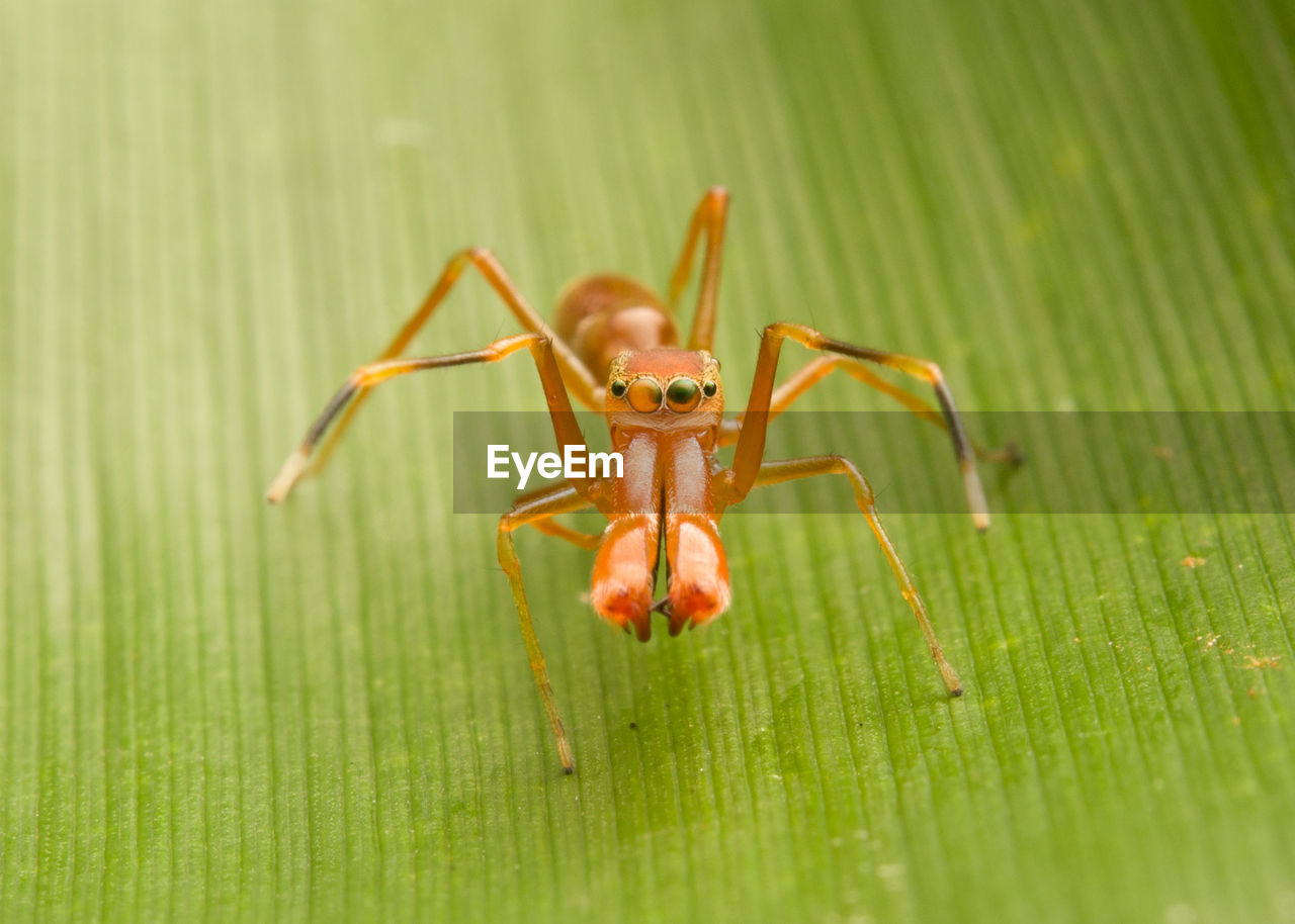 CLOSE-UP OF INSECT ON PLANT