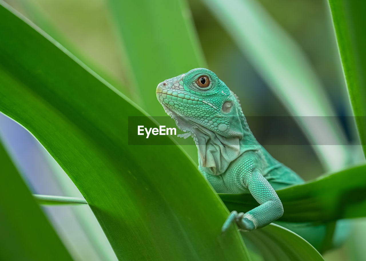 close-up of iguana