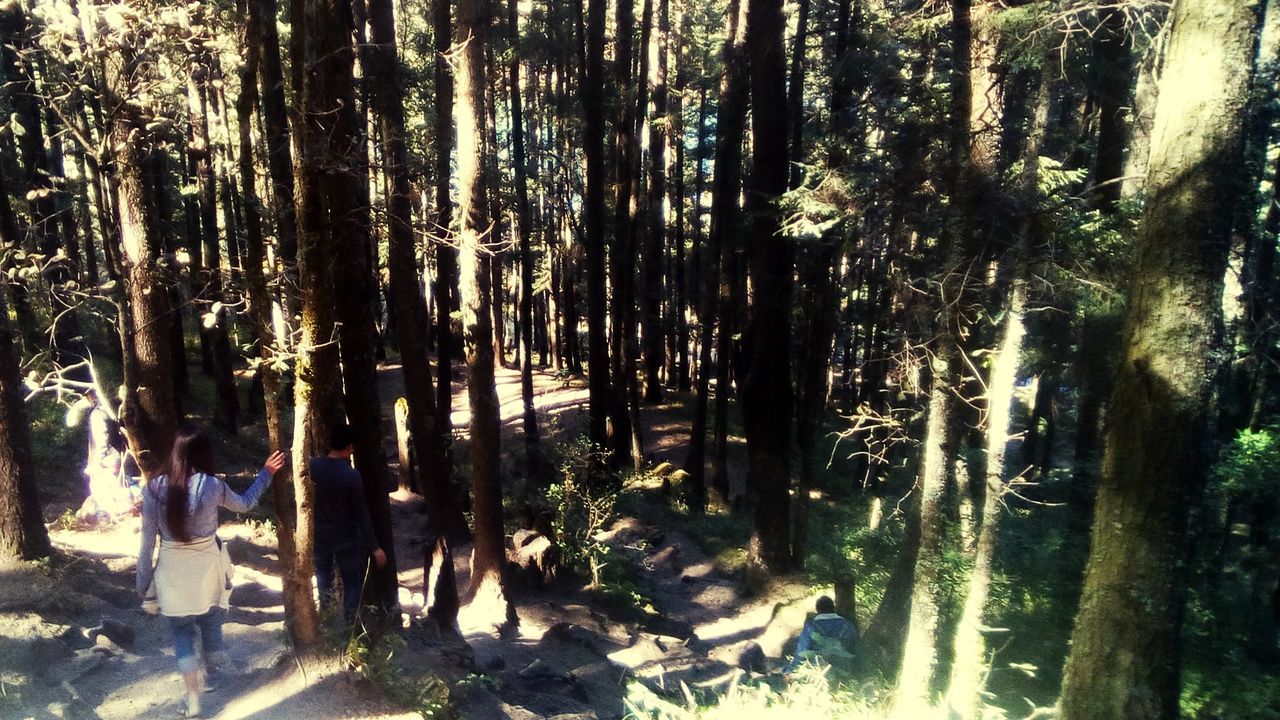 VIEW OF TREES IN THE FOREST