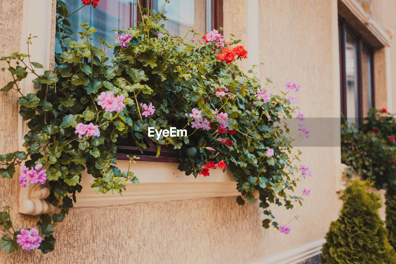 POTTED PLANT AGAINST BUILDING