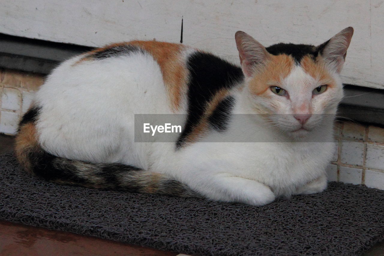 CAT RESTING ON BED