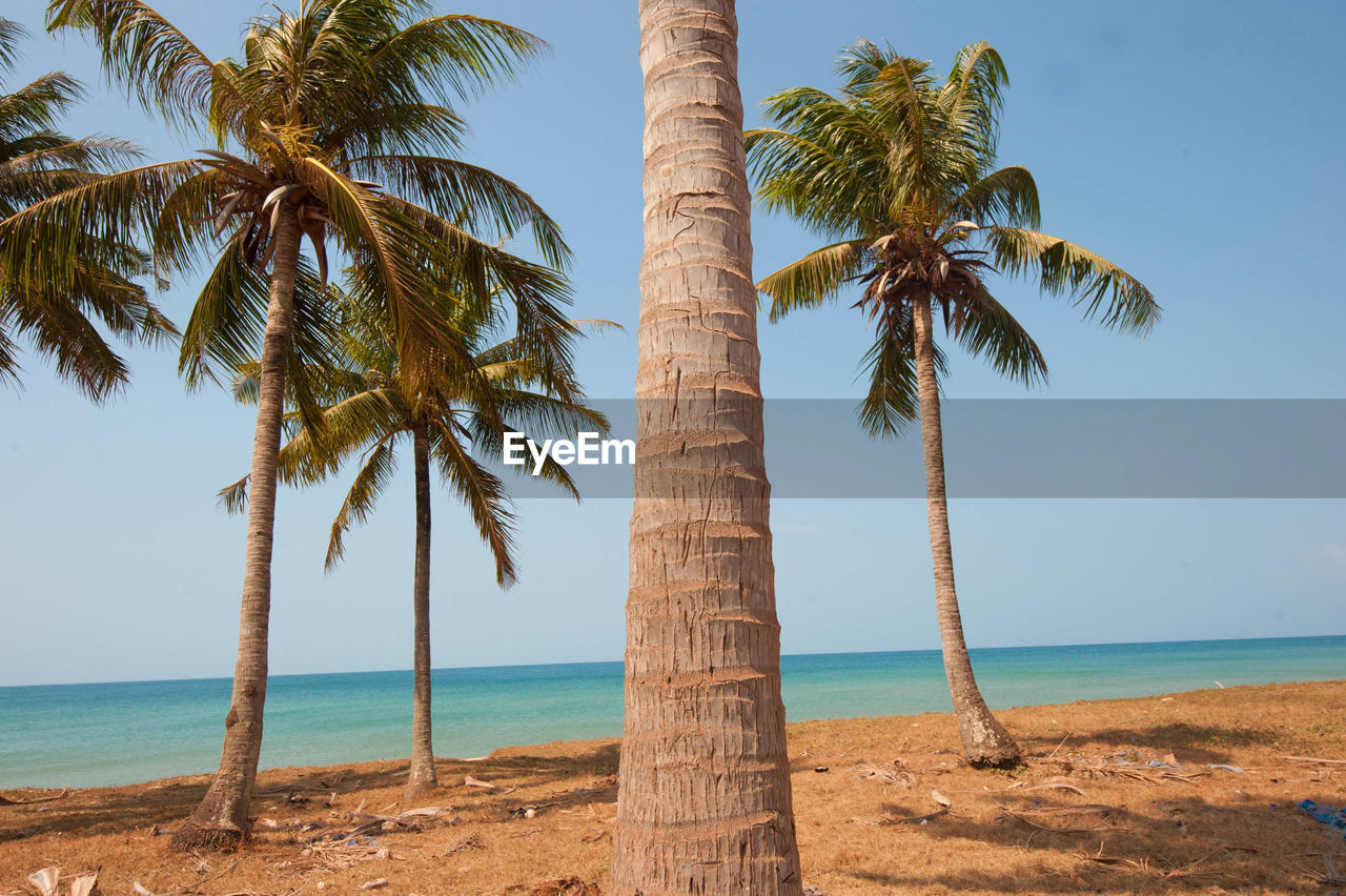 COCONUT PALM TREE ON BEACH AGAINST SKY