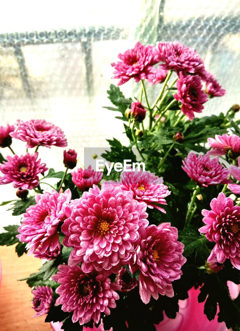 CLOSE-UP OF PINK FLOWERS BLOOMING