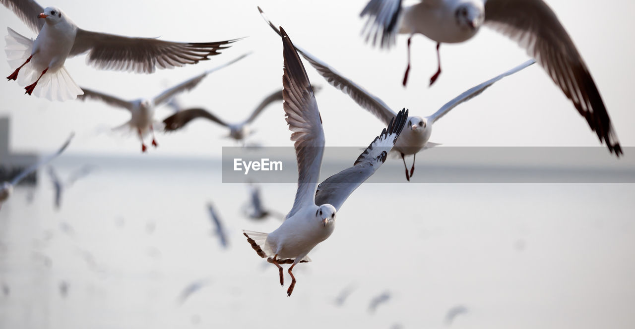 Close-up of seagulls flying against sky