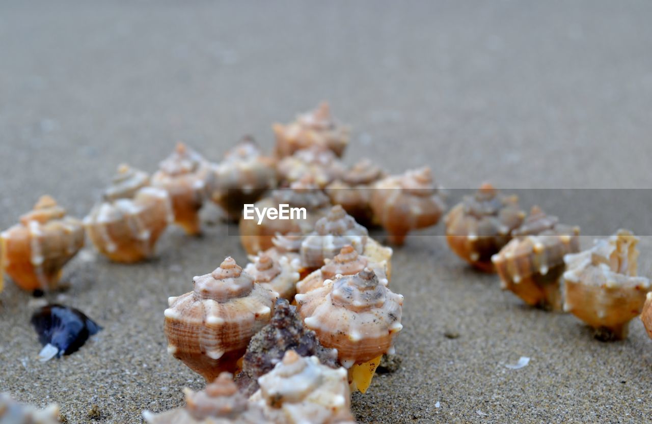 CLOSE-UP OF SHELL ON TABLE