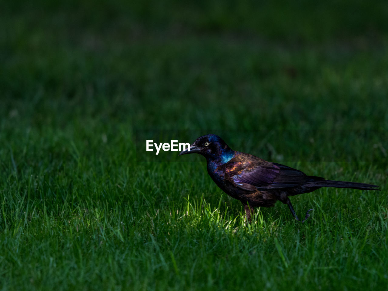 Bird perching on grass