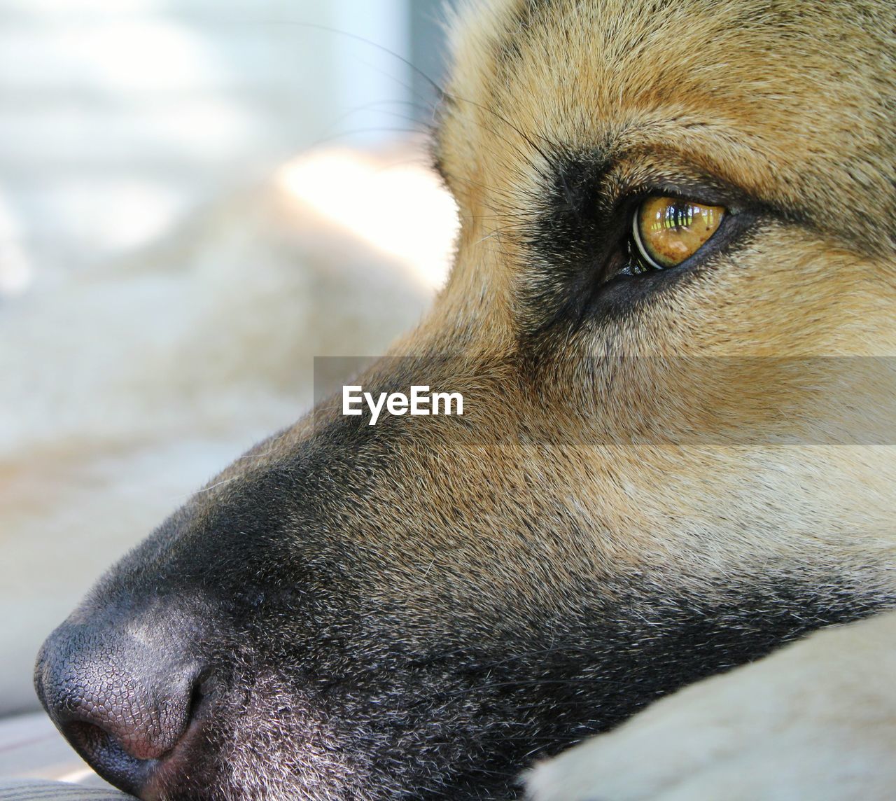 CLOSE-UP PORTRAIT OF DOG OUTDOORS