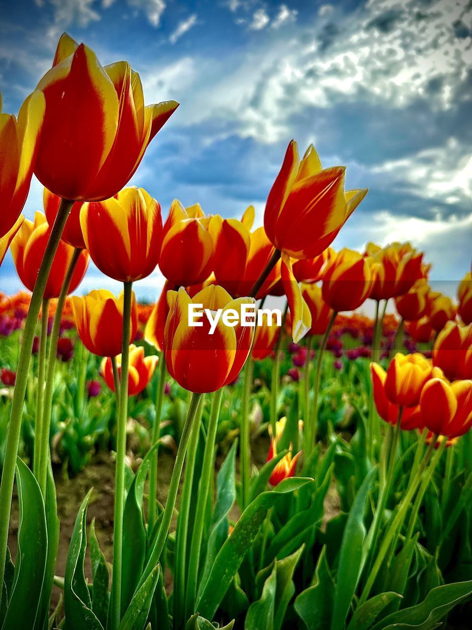 plant, flower, flowering plant, beauty in nature, freshness, nature, sky, cloud, growth, petal, flower head, red, field, inflorescence, tulip, fragility, close-up, land, landscape, leaf, plant part, springtime, no people, environment, green, vibrant color, flowerbed, multi colored, outdoors, sunlight, yellow, grass, rural scene, botany, summer, blossom, orange color, day, blue, ornamental garden, agriculture, meadow, plant stem